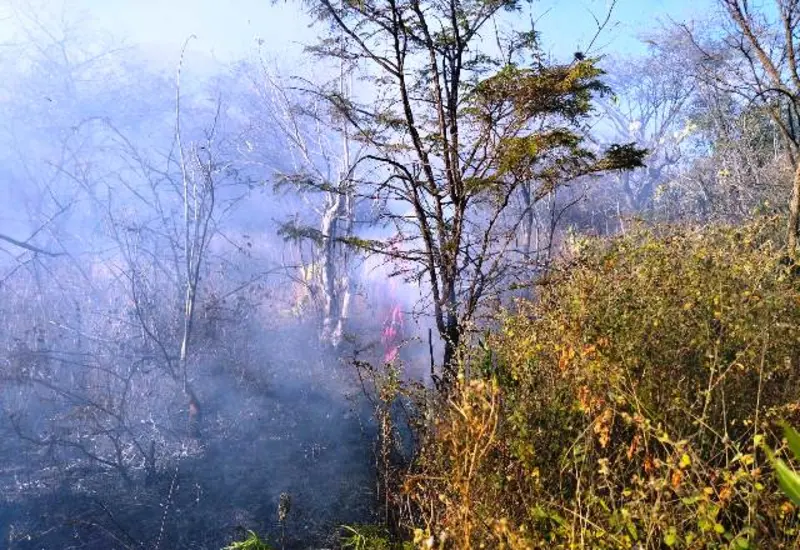Incendio forestal