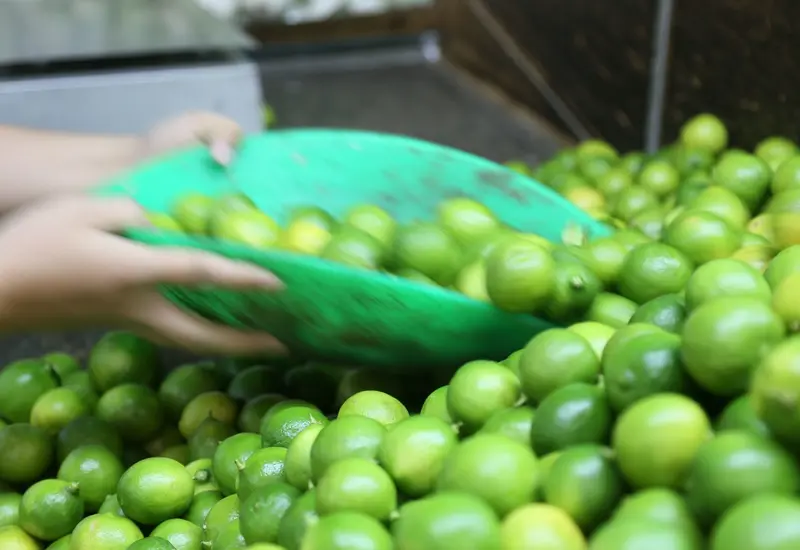 limones-en-bascula