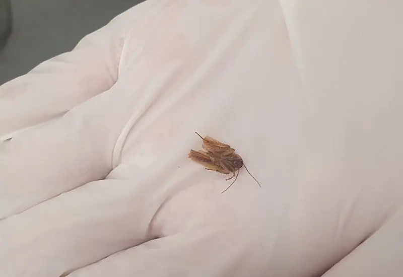 cucaracha en oído 