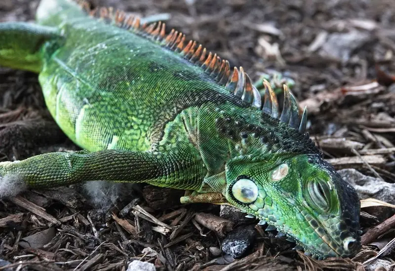iguana_verde