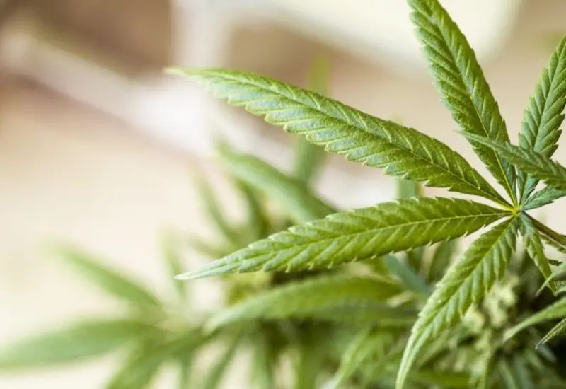 Planta de mariguana
