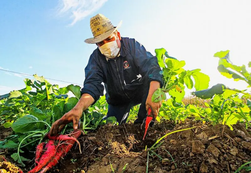 agricultor-cosechando-rabanos