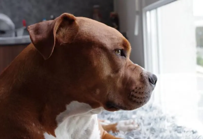 perro pitbull 