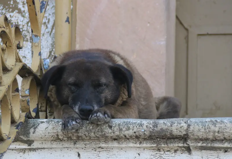 Perro de la calle