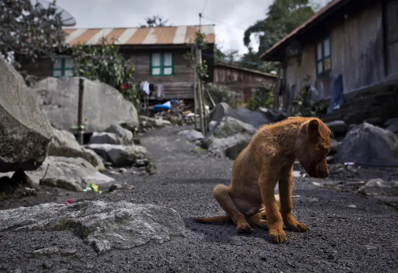 perros abandono 