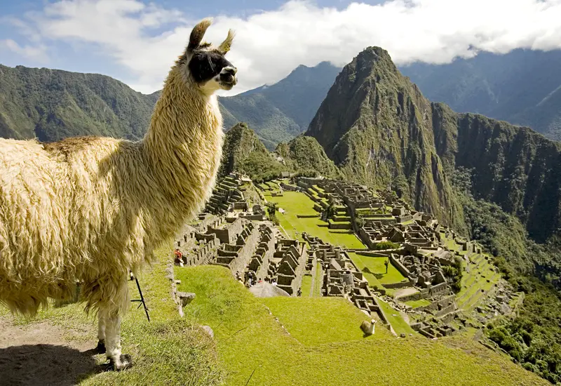 peru-llama