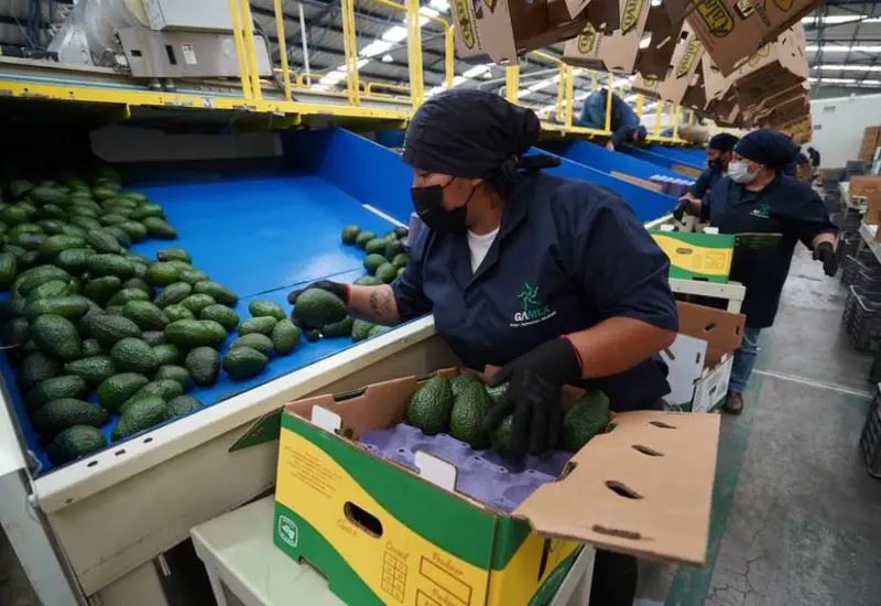 producción aguacate 