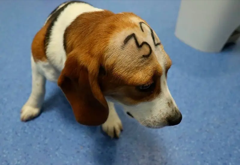 Perro_número_32 