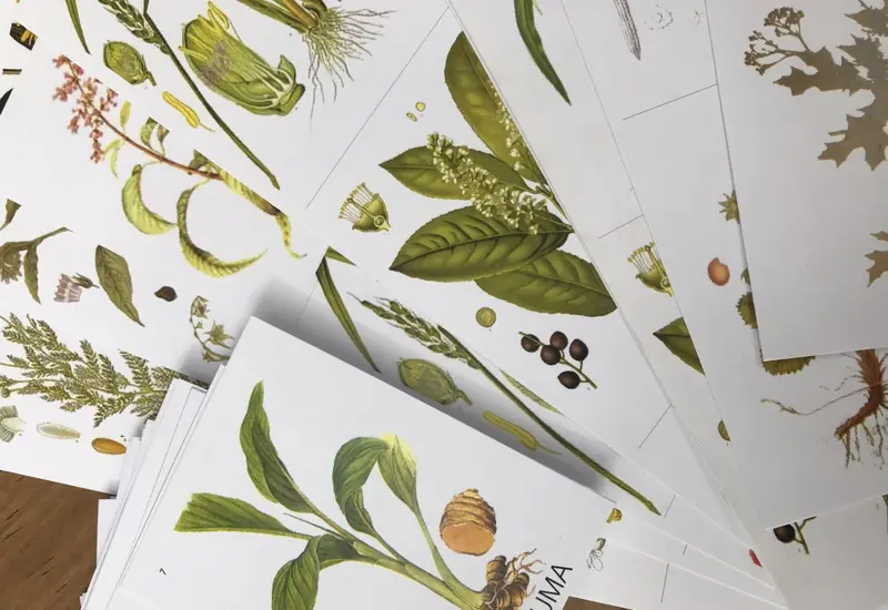 cartas-con-plantas-medicinales