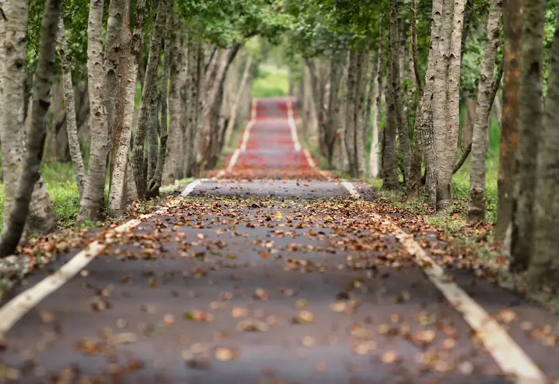 camino-en-parque