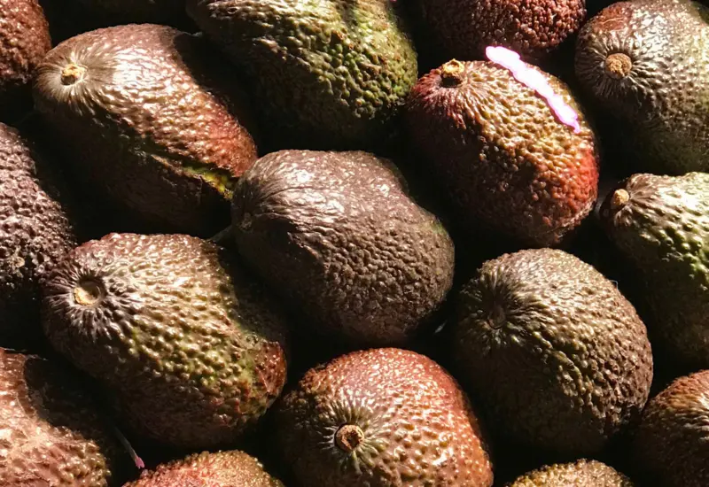 aguacates-mexicanos