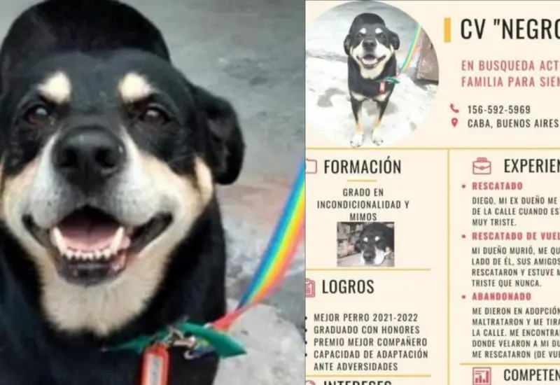 curriculum-de-negro
