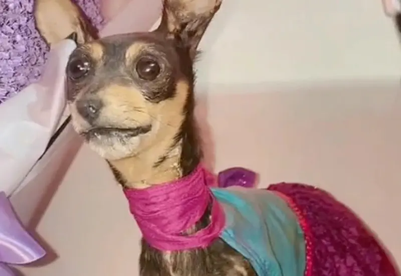 perrita_disecada