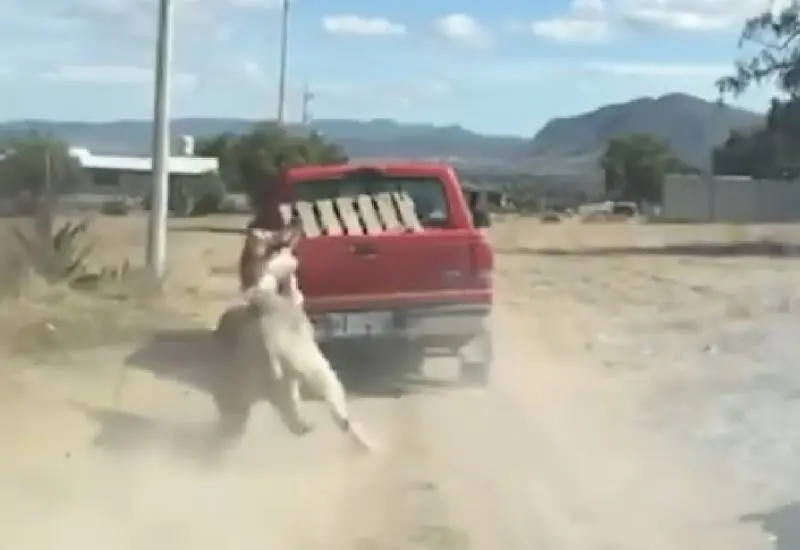 burro_arrastrado