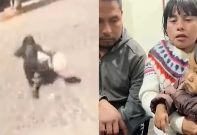 niña-atacada-por-perros