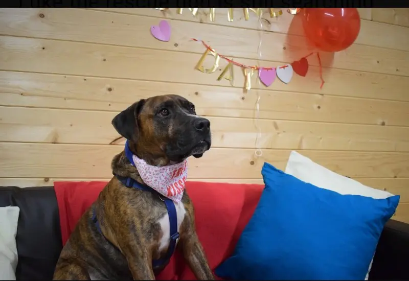 luke-perrito-en-adopcion