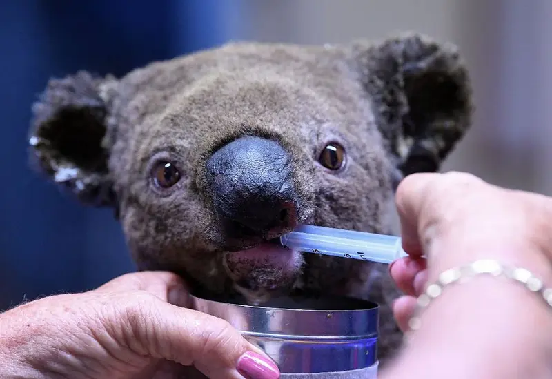 koalas