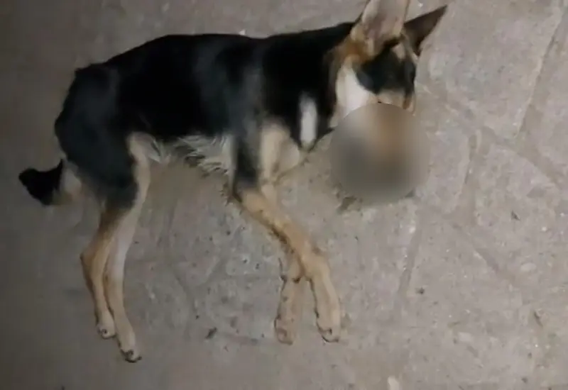 envenenan-a-perros