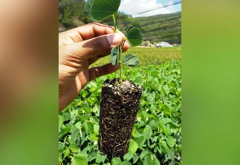 planta