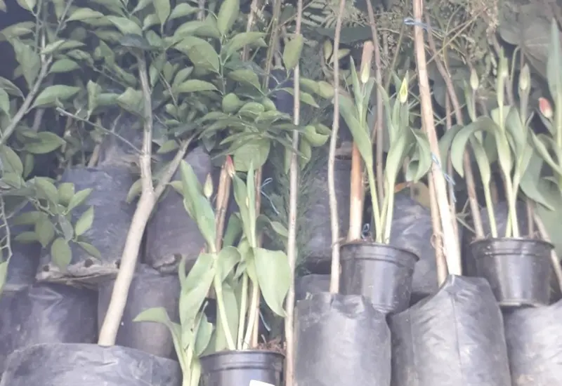 Plantas_de_vivero