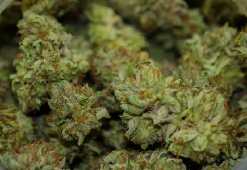 cannabis
