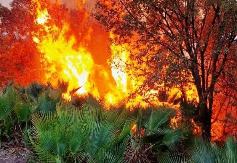 fuego