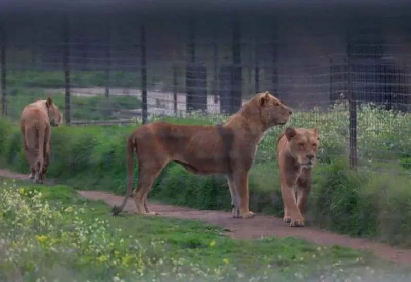 leones-fundacion-maltrato-cdmx