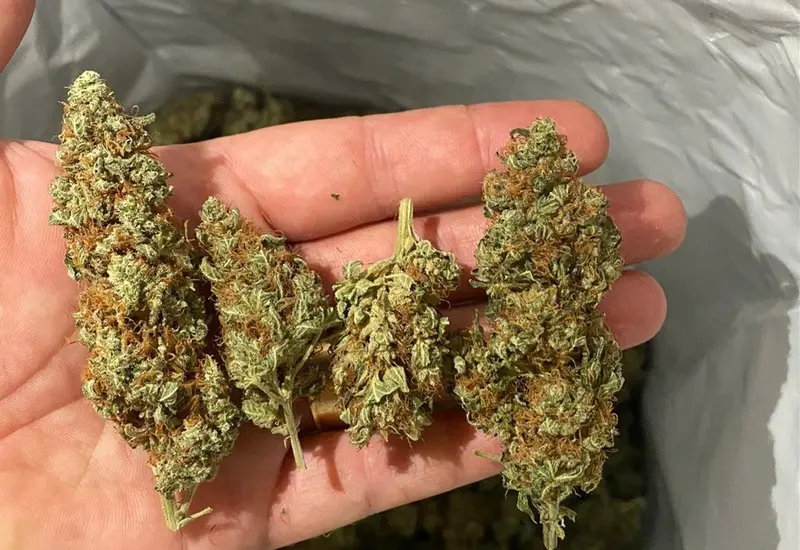 marihuana