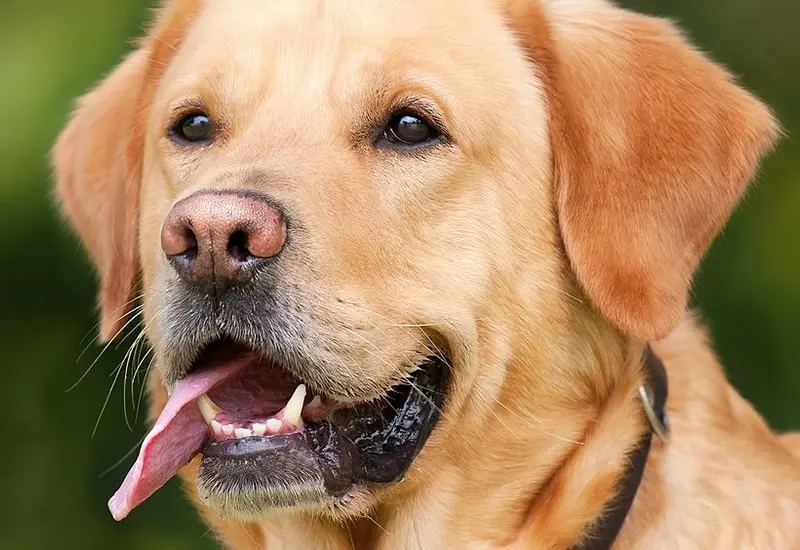 perro-mascota