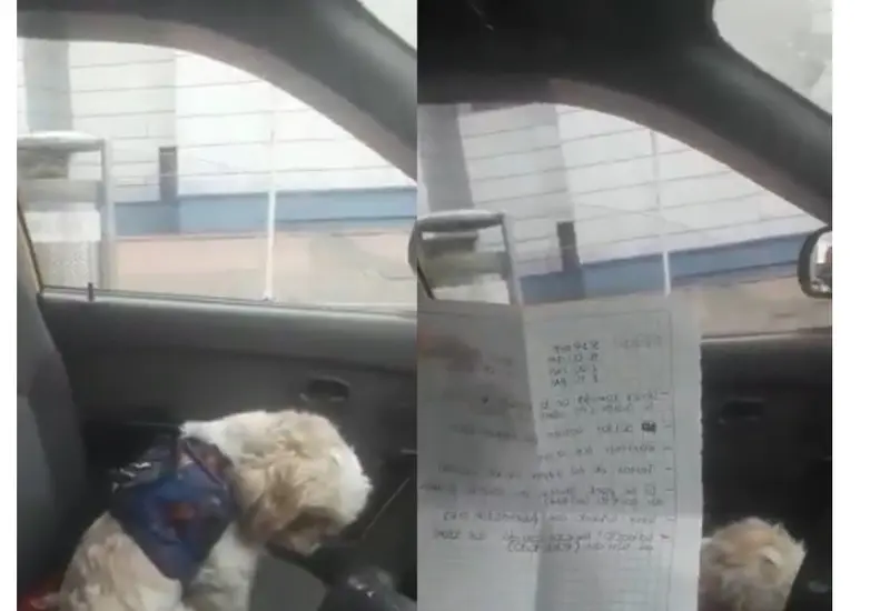Perrito abandonado