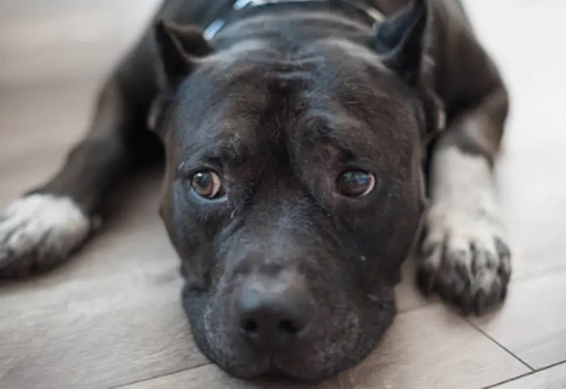 Negrito