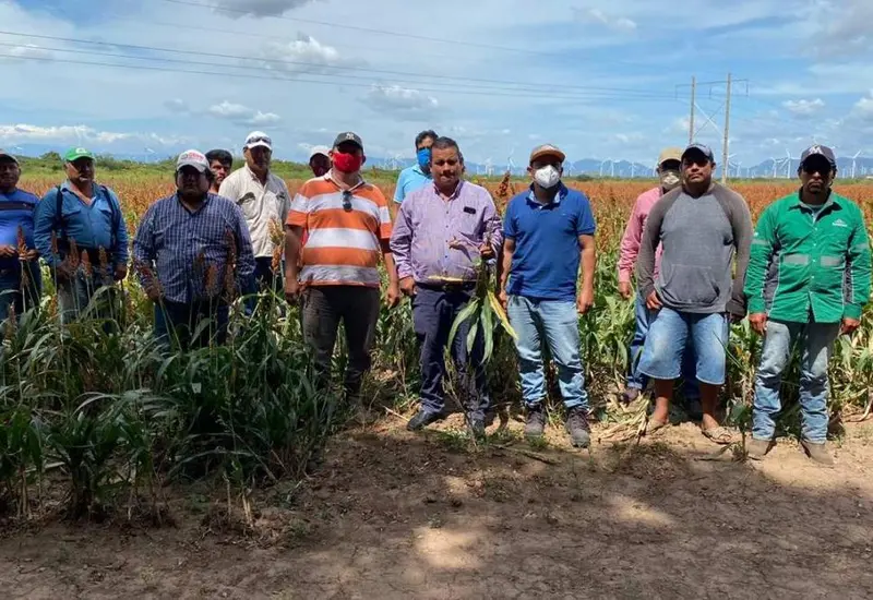 sorgo-productores