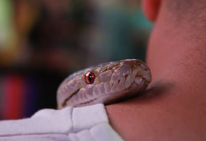 Accidente con serpiente