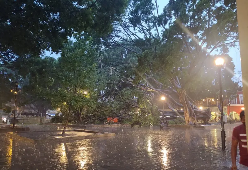 Árbol emblemático