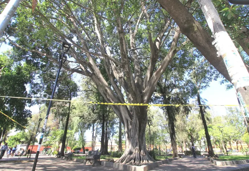 árbol_en_riesgo_en_oaxaca