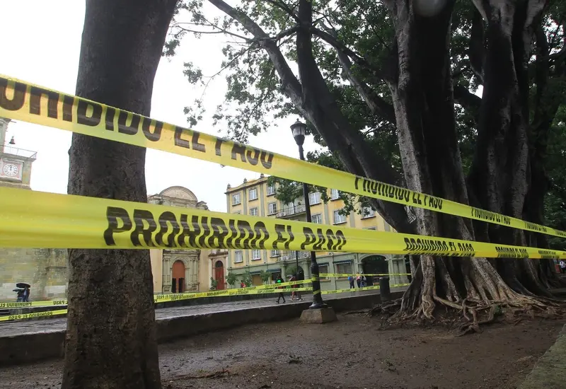 arboles-oaxaca