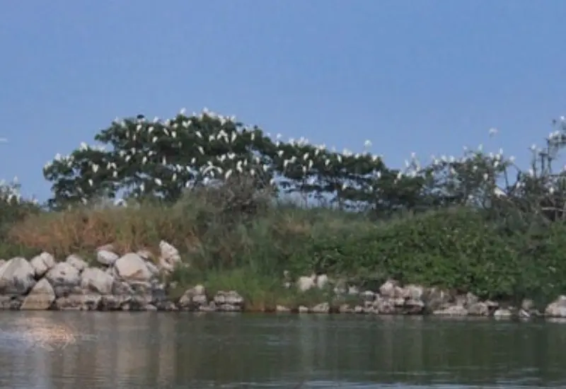 isla_del_gallo