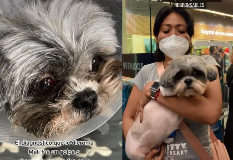 perrita-lastimada-de-ojo
