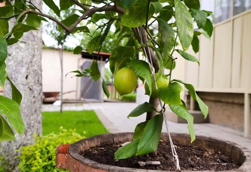 limonar 