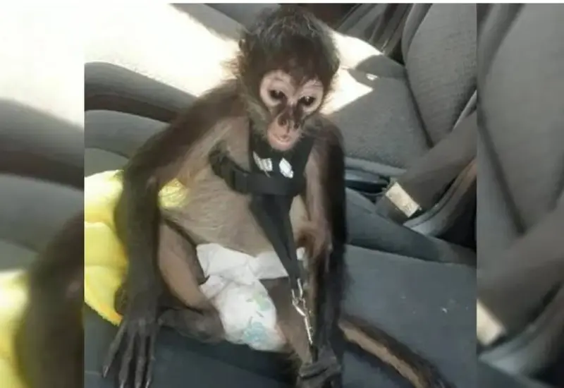 Primate fallecido