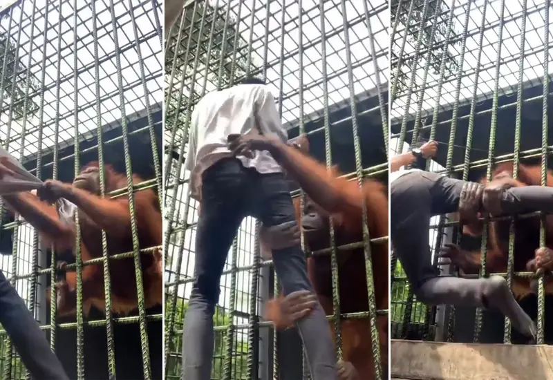Orangután enfurece
