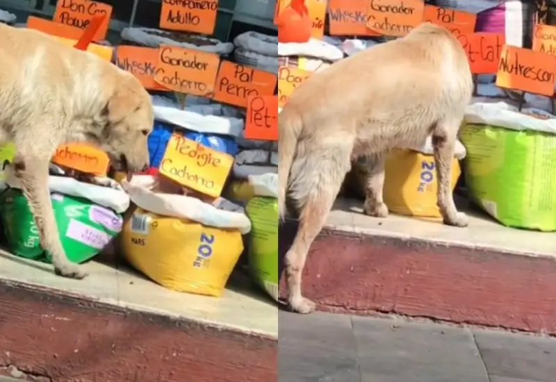 perrito-comiendo-gratis