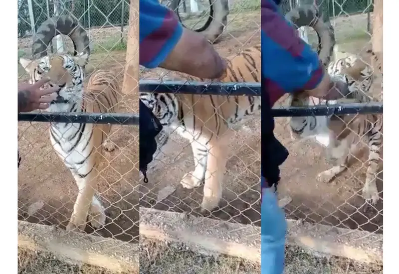 Ataque animal
