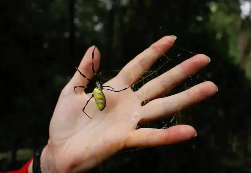 araña-joro