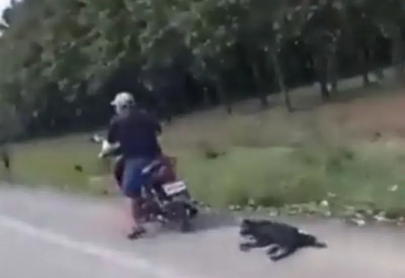 perro_maltratado