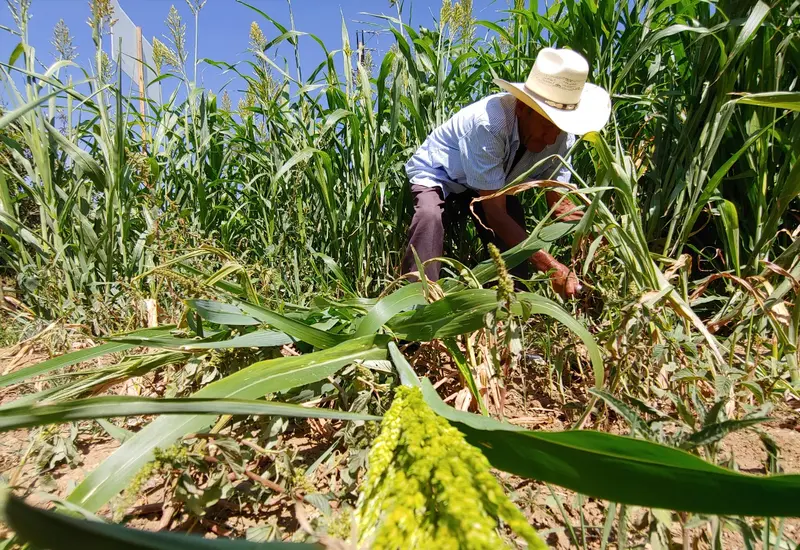 campesino_de_oaxaca