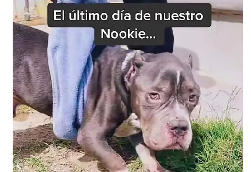 Nookie