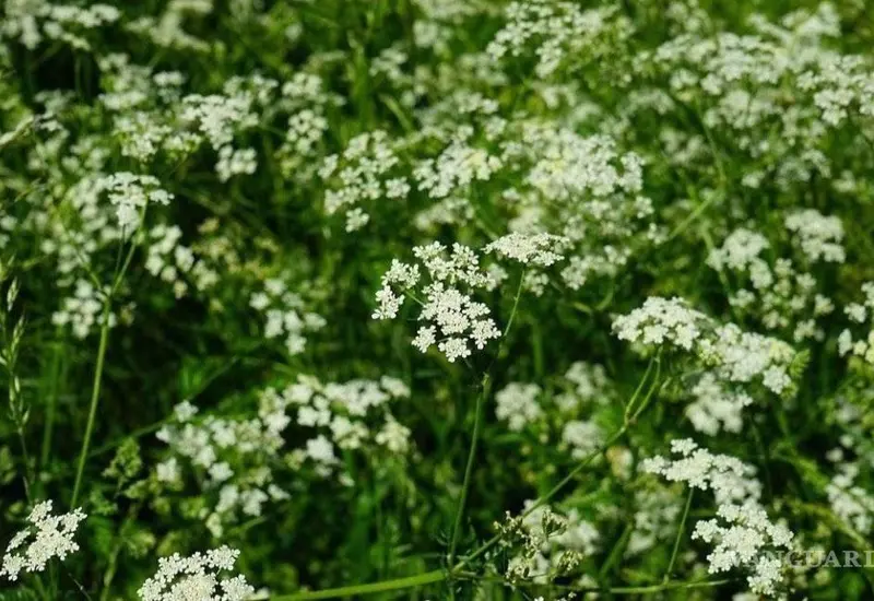 Cicuta