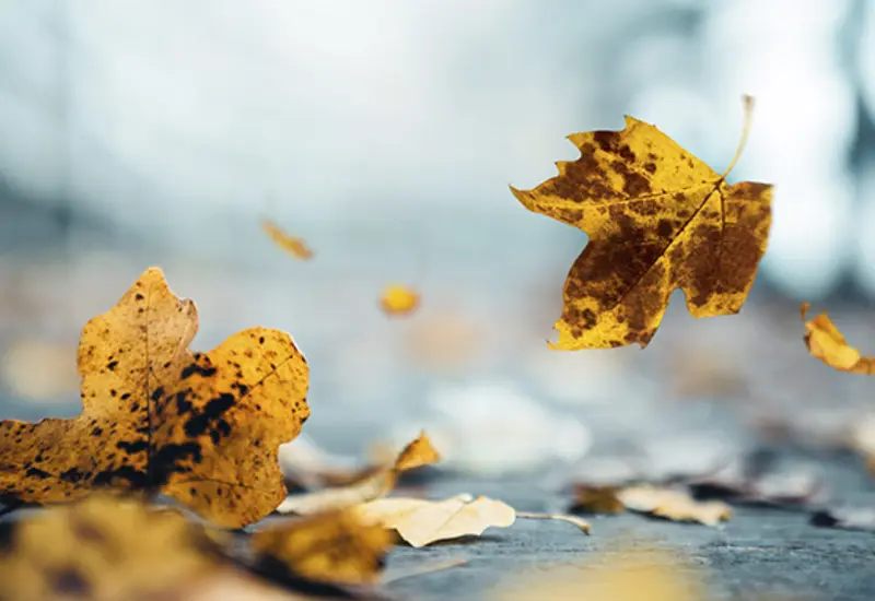 flores-otoño