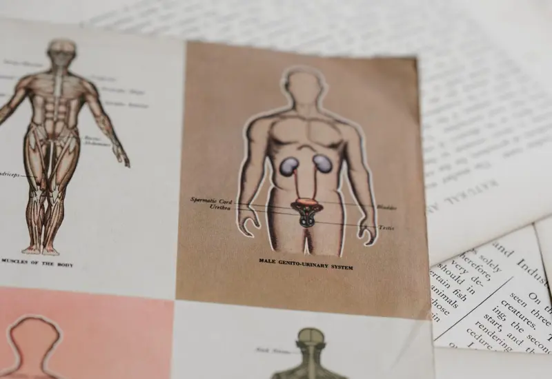 mapa_anatomico_hombre